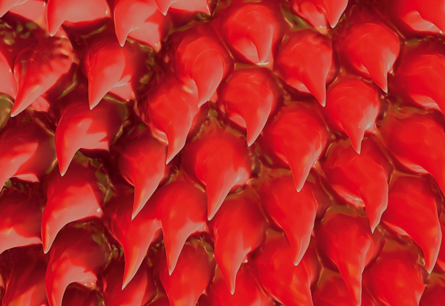 Papille linguali sulla superficie della lingua