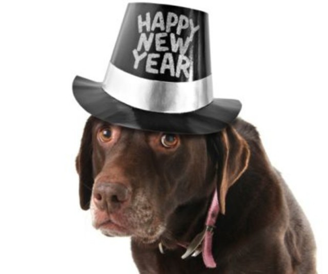 Per gli animali non e' sempre un buon anno nuovo a causa dei botti