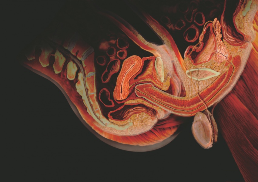 Rimanere incastrati facendo l'amore