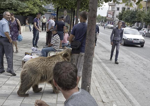 Orso al guinzaglio 2