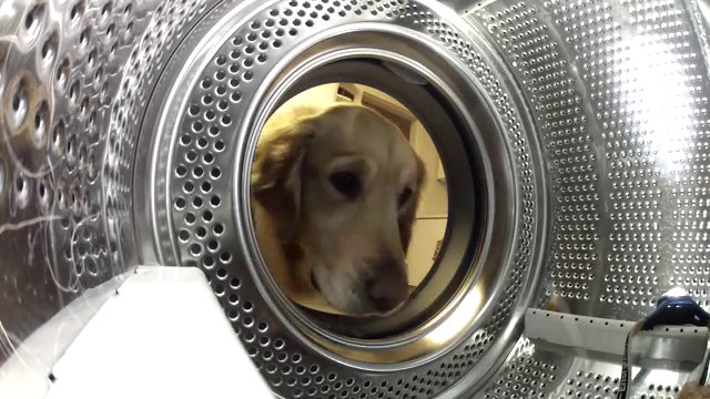 Cane dentro lavatrice