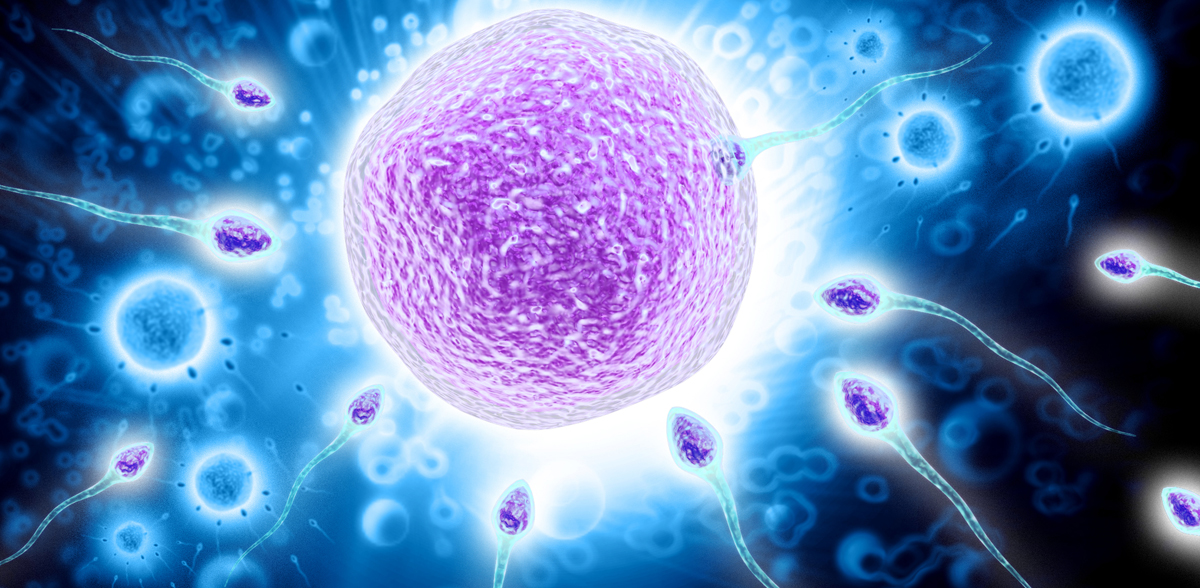 Esiste un ormone che rilassa le ovaie