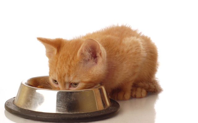 Gatti e crocchette 2