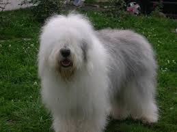 Cane bobtail