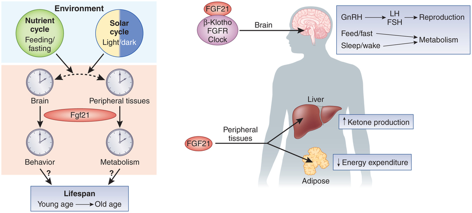 Funzionamento dell'ormone FGF21