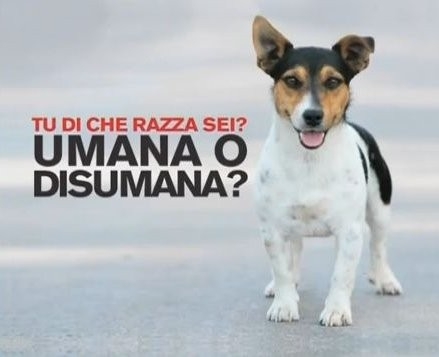 Abbandono di animali