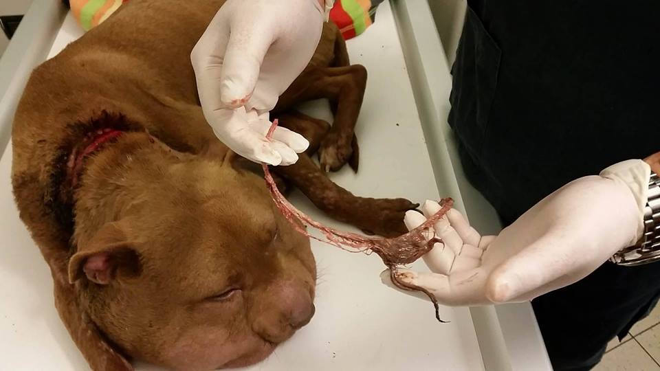 Il laccio di nylon stretto intorno al collo del cane