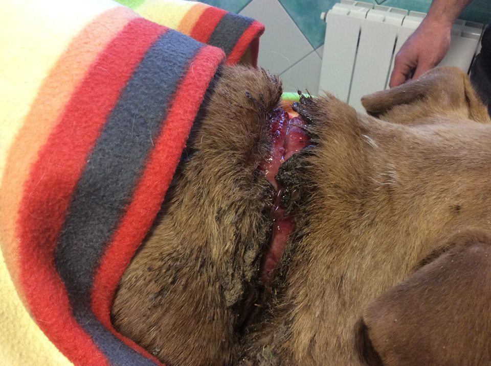 Le ferite sul collo di Palla