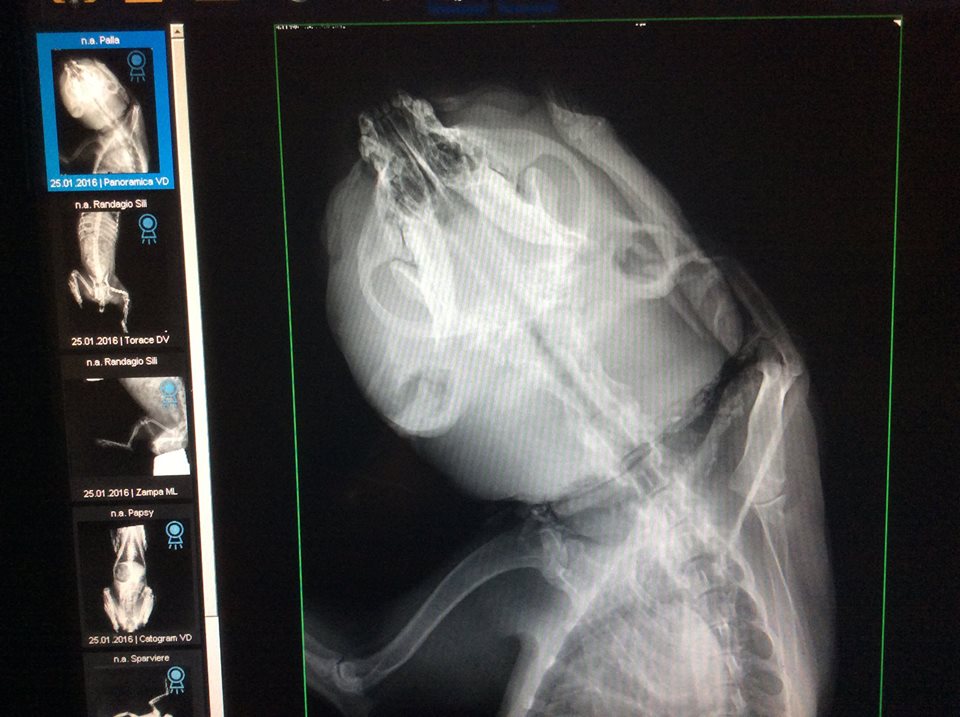 La risonanza di Palla