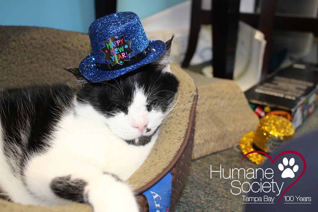 Bart celebra il nuovo anno