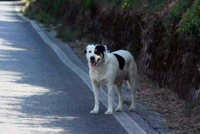 Cane randagio 1
