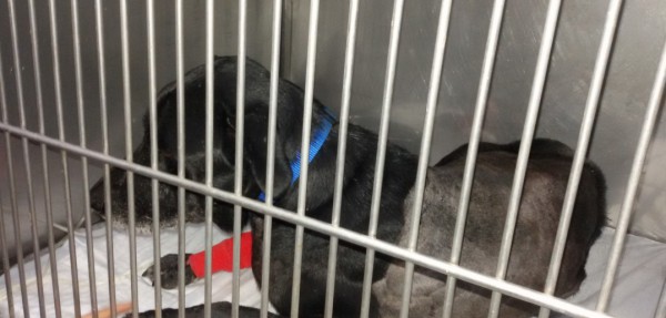 In cerca della felicità