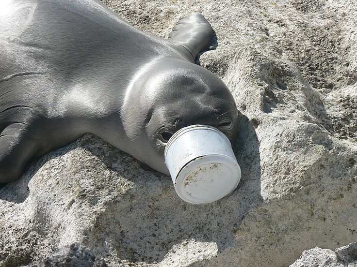 Foca col muso intrappolato nella plastica