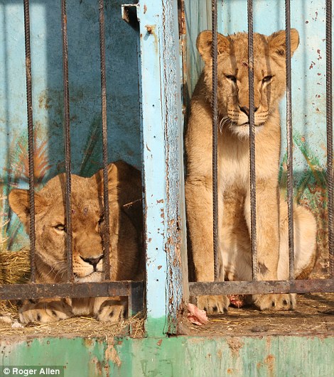 Il recinto dei leoni 3