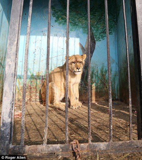 Il recinto dei leoni 4