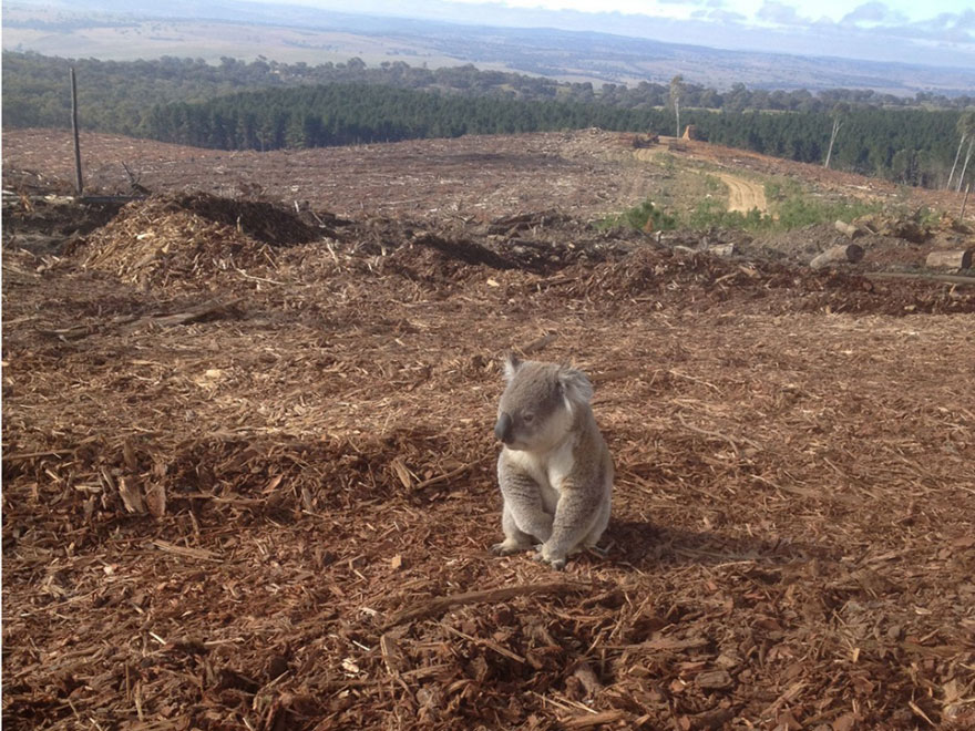 Koala senza casa