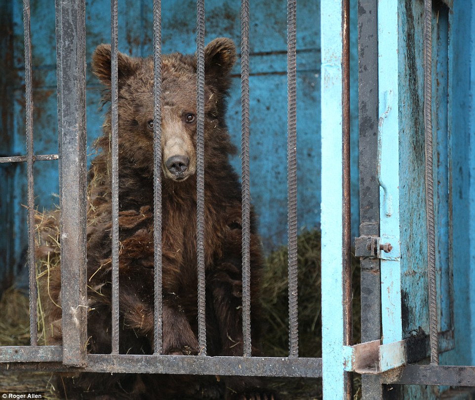 armenia zoo animals