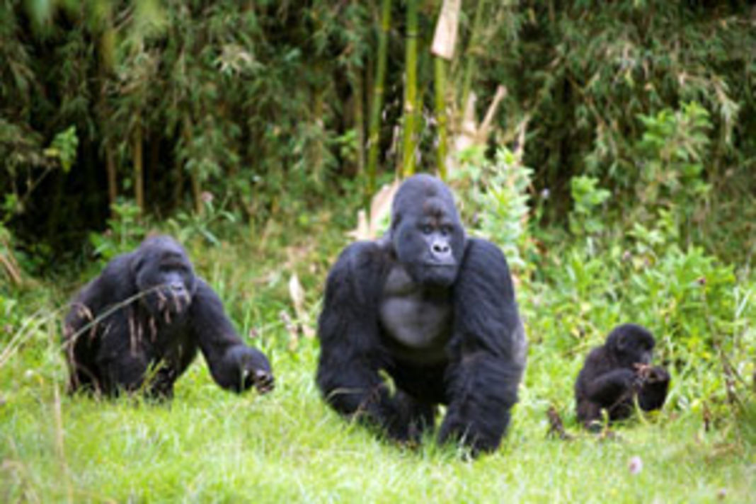 Ruanda vulcanico. jpg