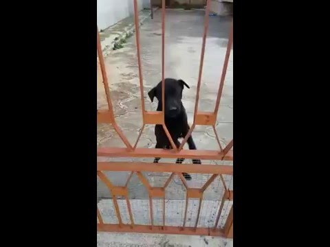 Cucciolo dentro il cancello