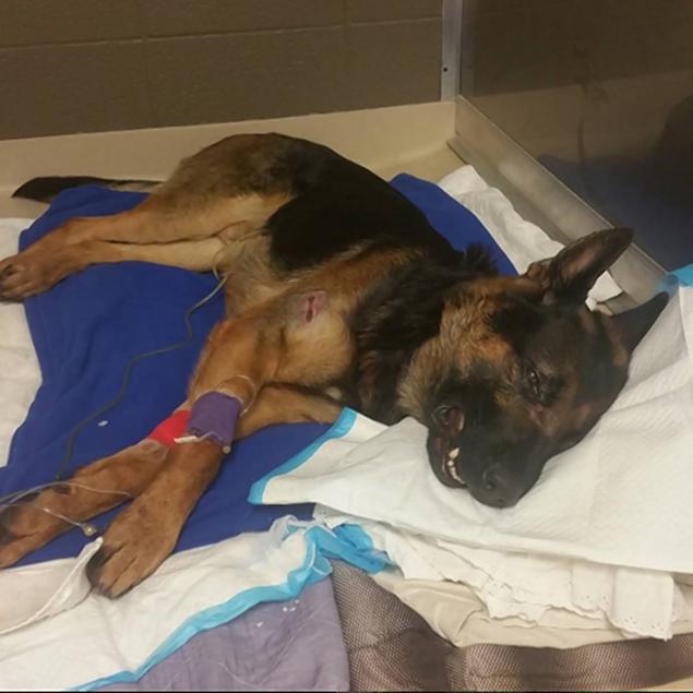 Jethro mentre lotta per la vita