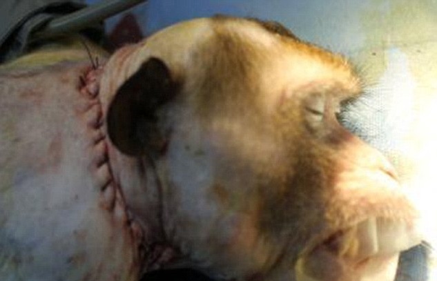 Scimmia dopo l'intervento