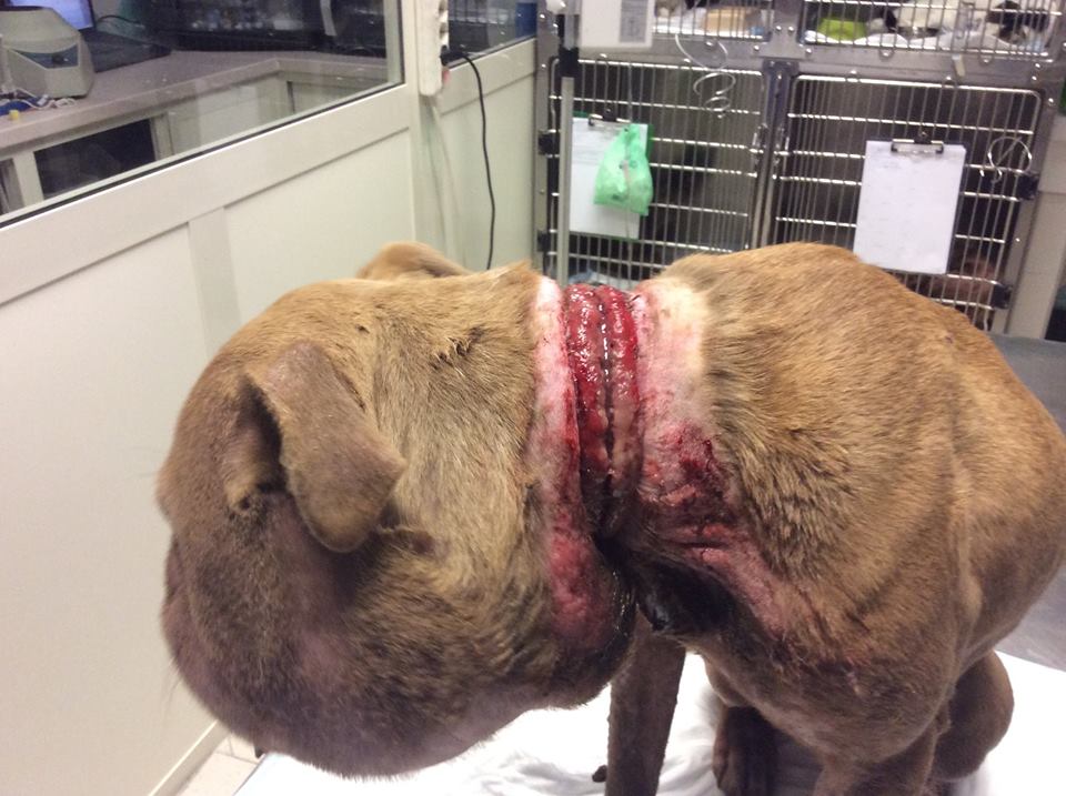 Le ferite sul collo di Palla 2