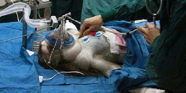 L'intervento sulla scimmia