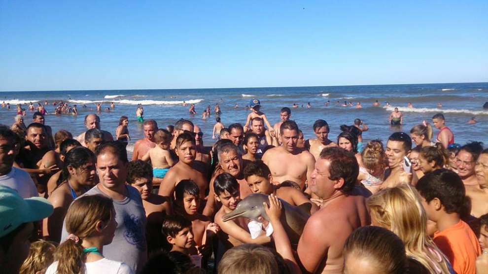 Delfino tra la folla 2