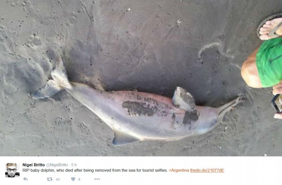 Cucciolo morto sulla spiaggia