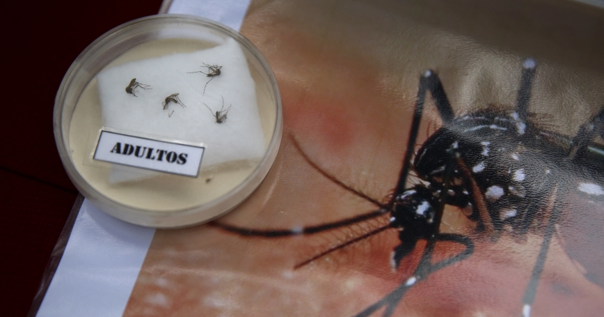 Aedes aegypti 2