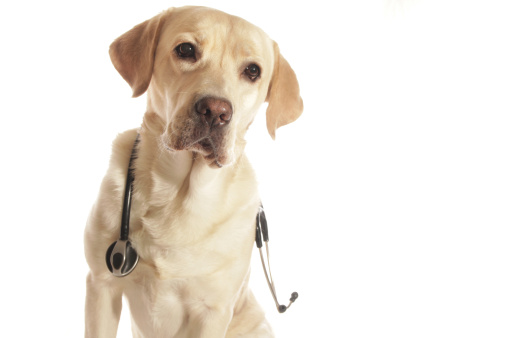 Cani rilevano tumori