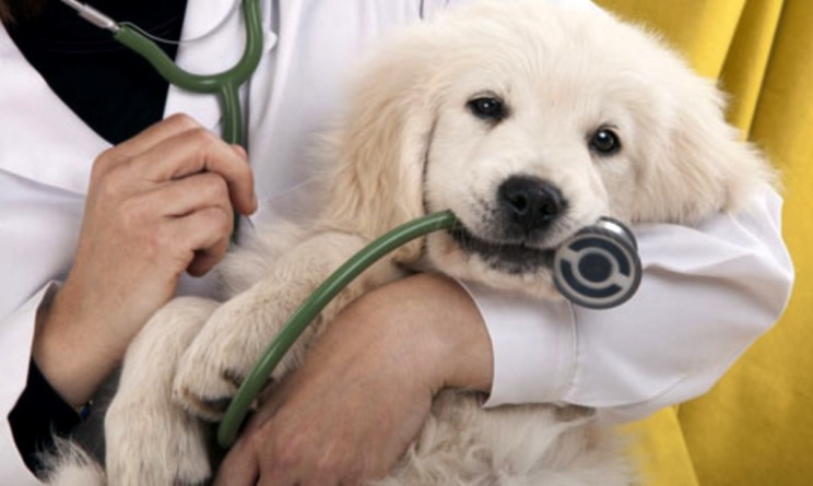 Cani rilevano tumori 2