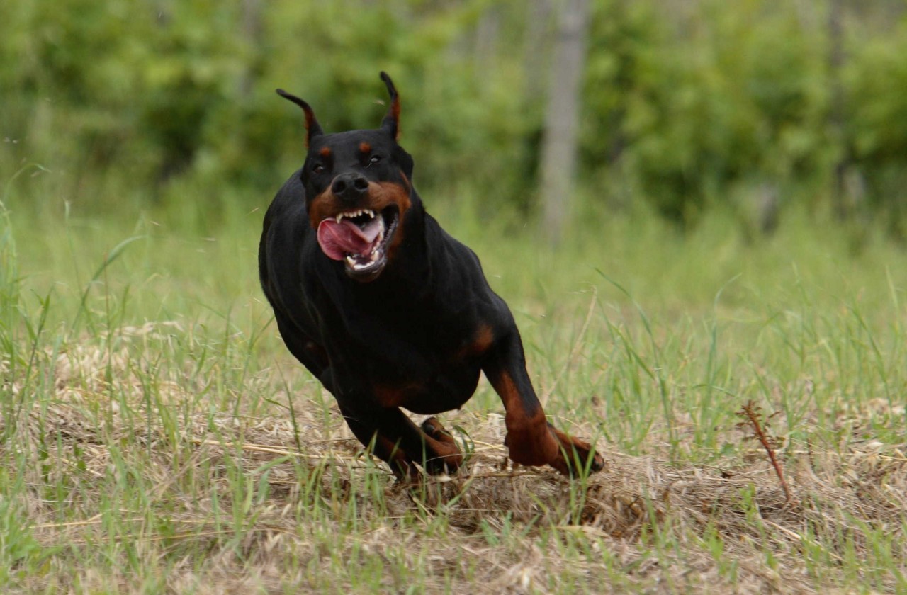 Dobermann 2