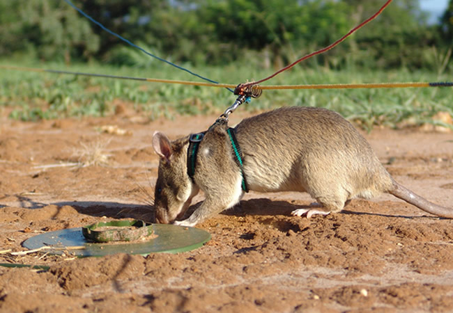 Ratti rilevano mine 2