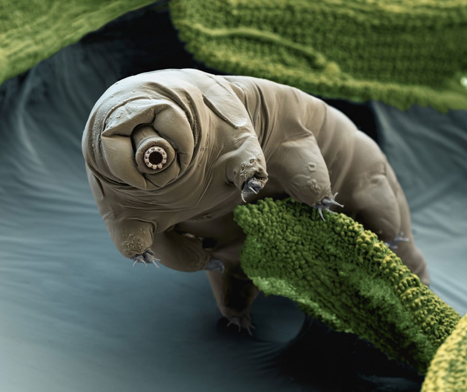 Esemplare di tardigradi