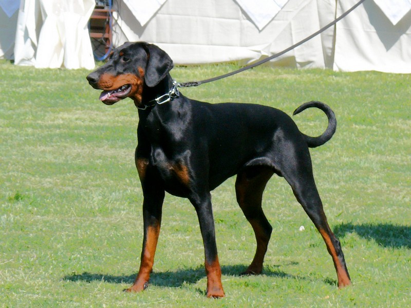 Dobermann