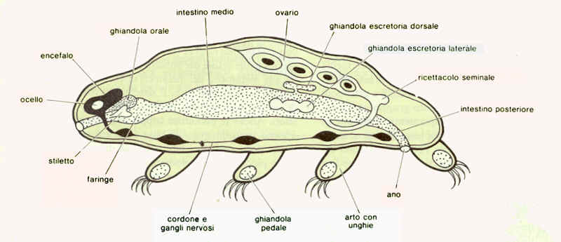 Struttura dei tardigradi
