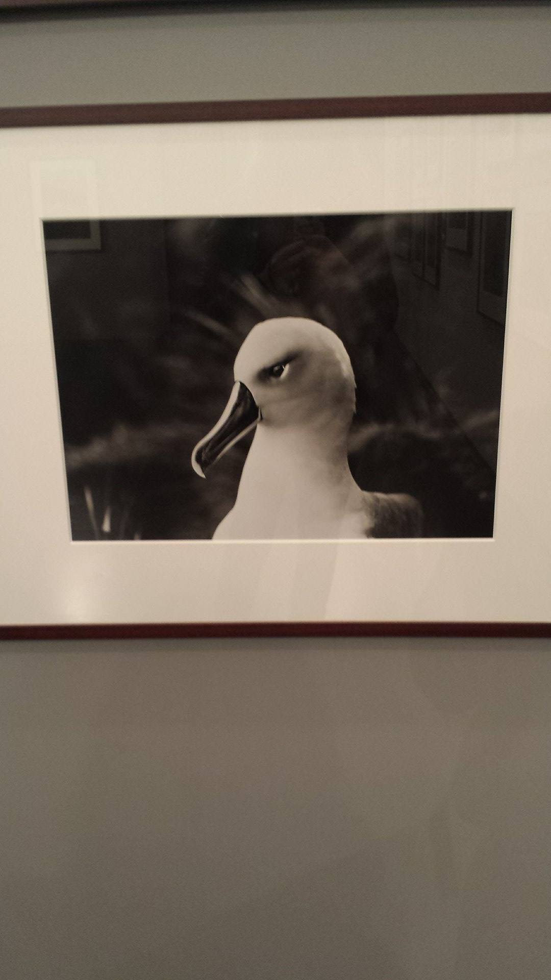 12903609_1142846349092749_1048332448_o