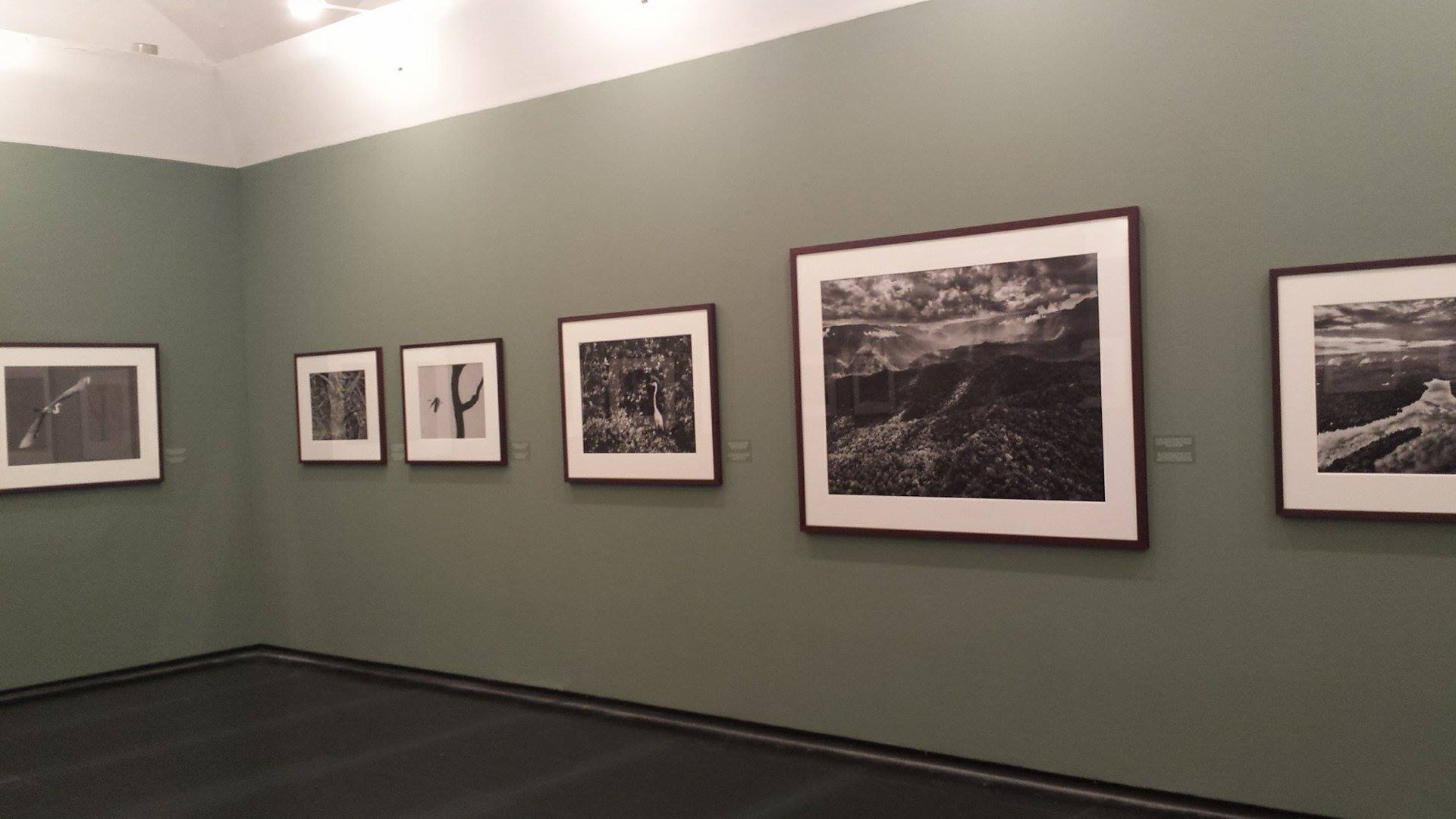 12919506_1142840792426638_2059773727_o