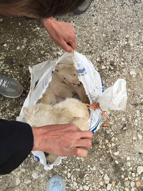 Ritrovamento cuccioli