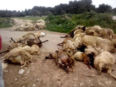 Alcune carcasse ammassate sulla strada