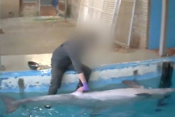 Custode con il delfino 2