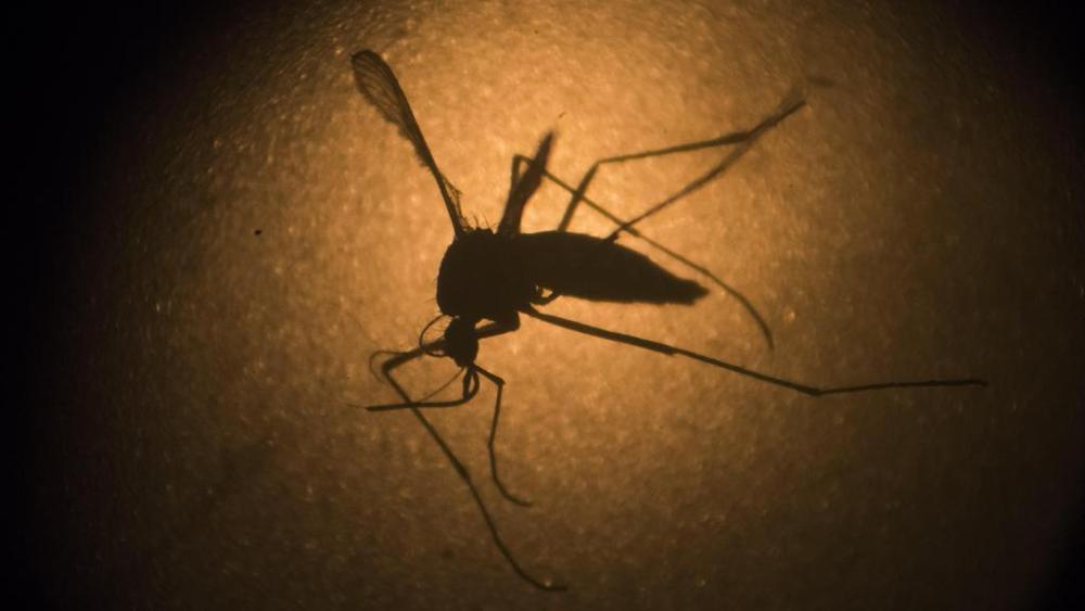 Il virus trasmesso anche dalle zanzare comuni