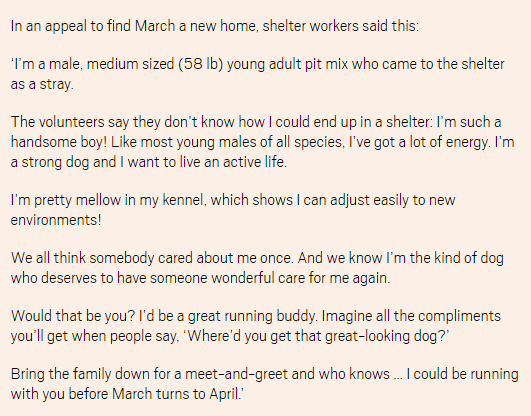 L'appello lanciato dai volontari del cane