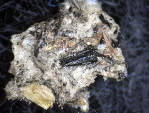 L'oggetto contenuto nella lattina