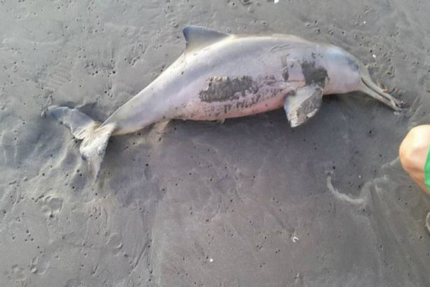 Delfino morto