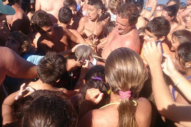 Il delfino trascinato fuori dall'acqua per un selfie