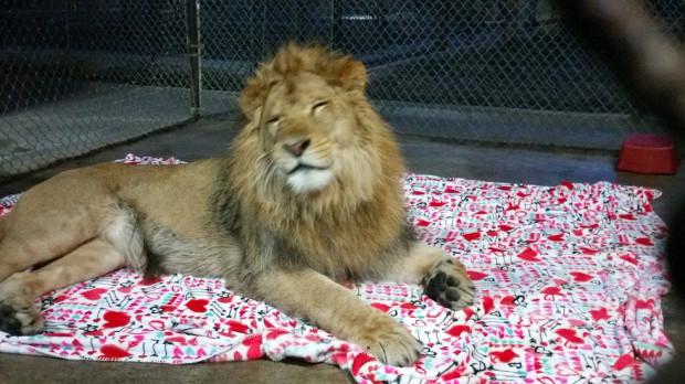 Lambert con la sua copertina 2