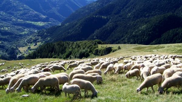 Gregge di pecore