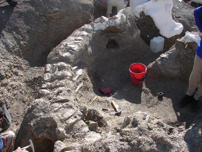 Ritrovamento dinosauro